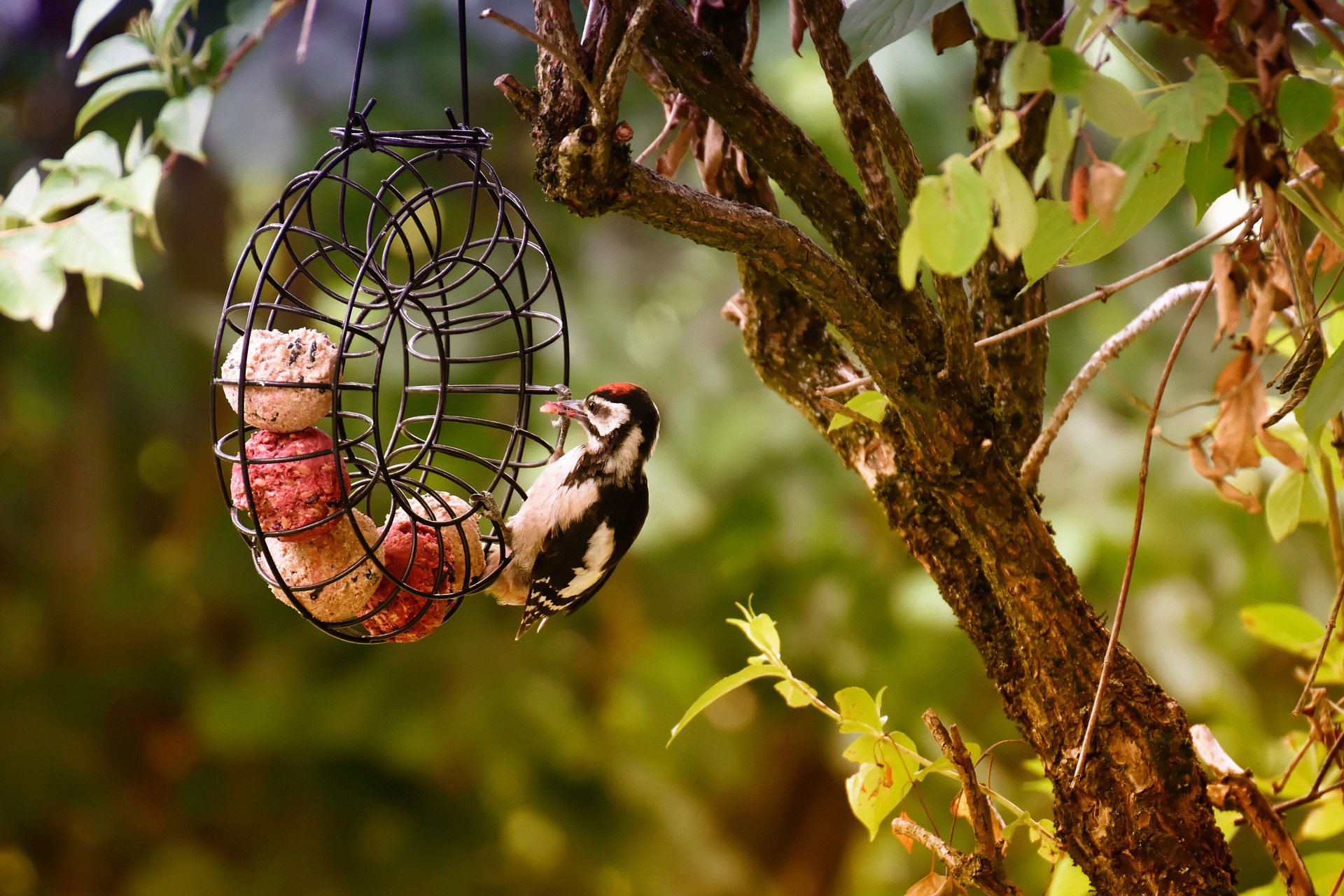 Wildvogel Ein Haarspecht versucht an hängende Meisenknödel zu kommen.
