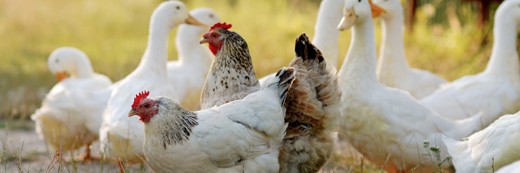 gefluegel_r Gänse und Hühner scharren draußen im Grünen.