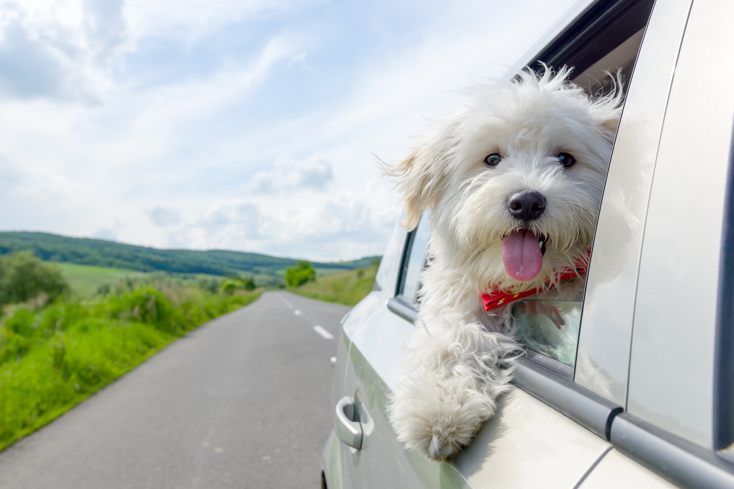 Hund-on-Tour Ein weißer Havaneser schaut während der Autofahrt aus dem Fenster.