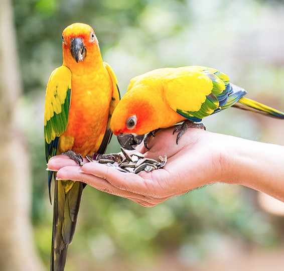 Zwei bunte Vögel sitzen auf einer Hand und werden mit Kernen gefüttert.