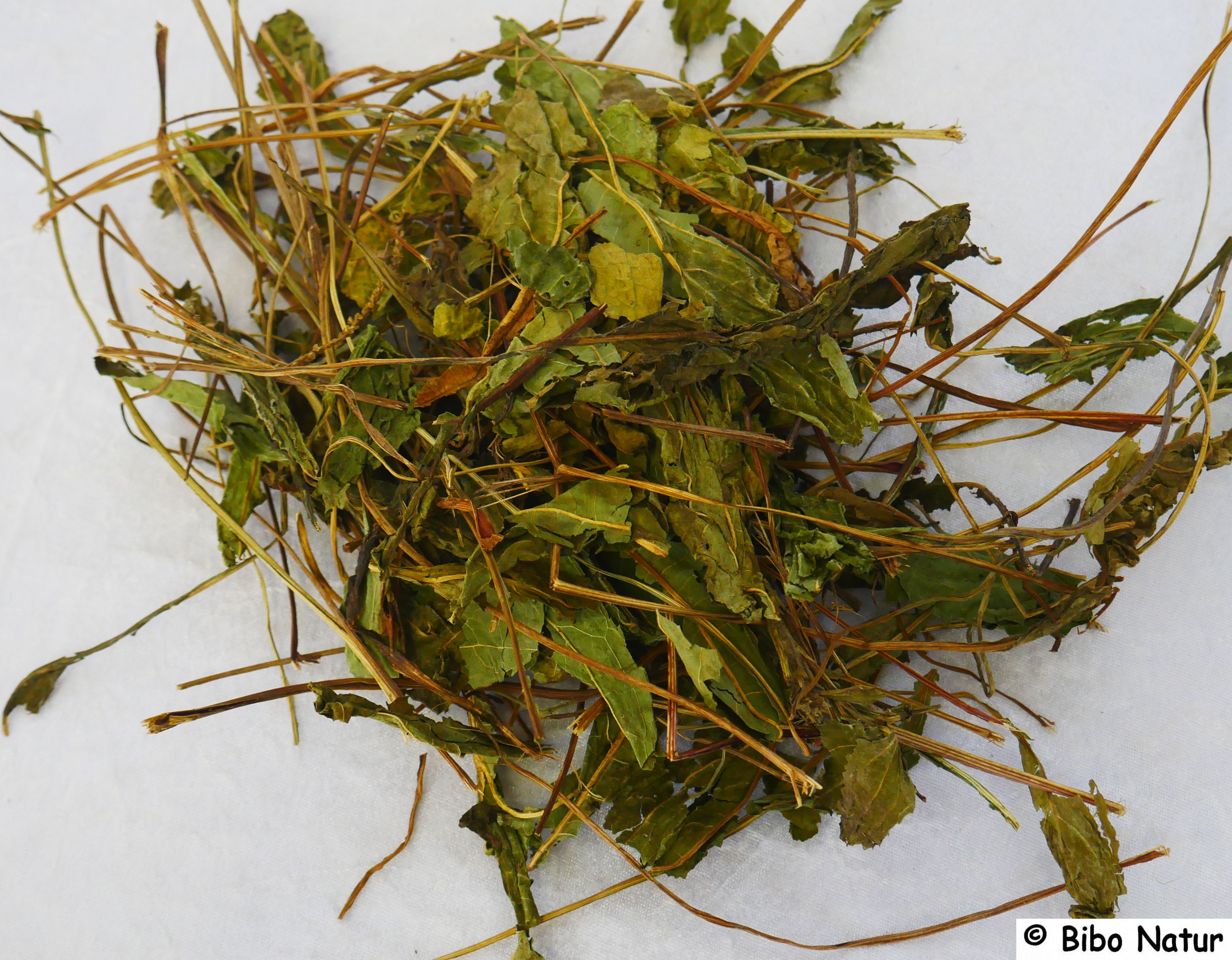 Echinaceablätter mit Stiel