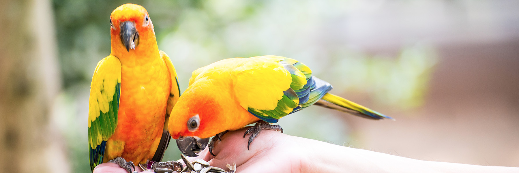 vogel_r Zwei Sonnensittiche sitzen auf einer Menschenhand mit Futter. Ein Vogel isst, der andere schaut geradeaus.